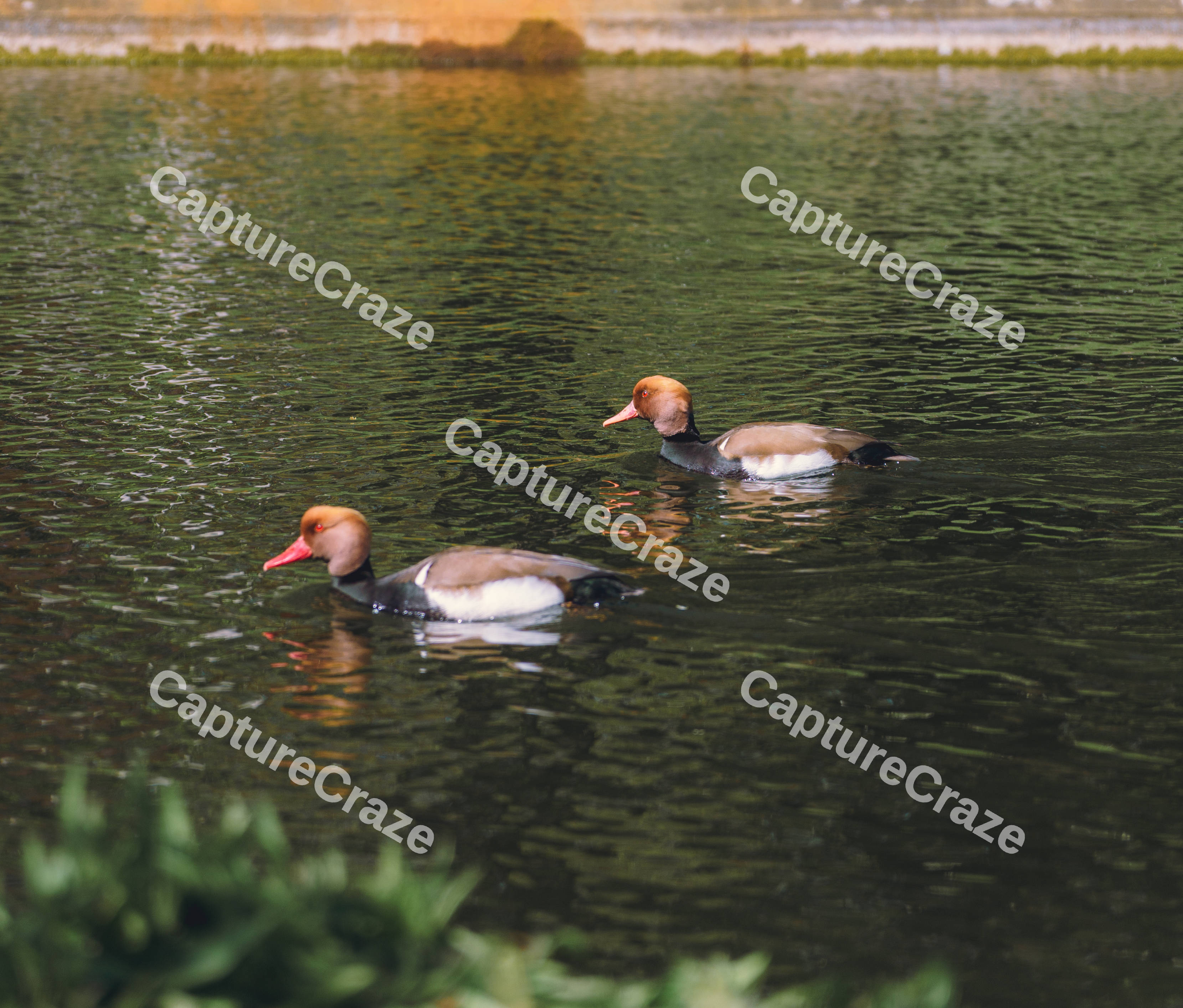 Red Crested Pochard